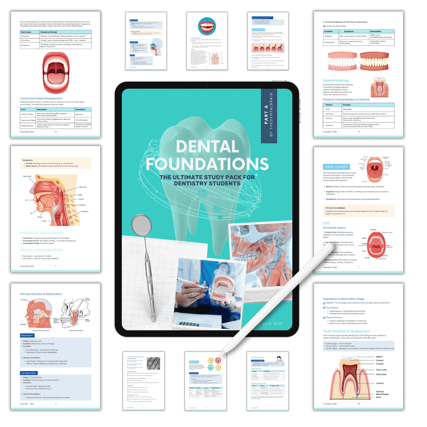 Dental Foundations.png__PID:cb408970-c52d-4d0e-bd6a-0c65c5c00140